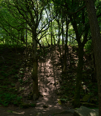 Forest hill light and shadow This landscape photograph captures a rural forest hill in the morning during the spring season. The main subject of the image is the interplay of light and shadow as sunlight streams through the trees, casting distinctive patterns on the sloping ground. The trees are verdant with new leaves, characteristic of spring, and the forest floor is covered in ferns and moss, adding to the natural beauty of the rural woodland setting. The image highlights the rugged terrain of the hill and the density of the trees, with their branching trunks and limbs woven together above. Light filtering through the foliage creates strong shadow effects across the path, emphasizing the tranquil and secluded nature of this forest scene.